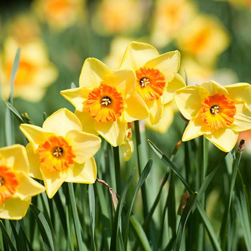 aspaceforkids's tweet image. It’s spring! 🐣The birds are singing, bumblebees are buzzing 🐝 and there’s a whole host of golden daffodils blooming…🌼 it’s time to enjoy this wonderful time of year with the family; even if it is a little different this year... aspace.co.uk/journal/top-10…