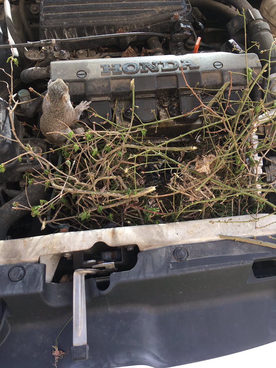 jkohringNHS's tweet photo. If your car has been sitting outside for awhile, you might want to check under the hood. Maybe you’ll find what we did. A nest of baby squirrels! https://t.co/scY1cZpXtW