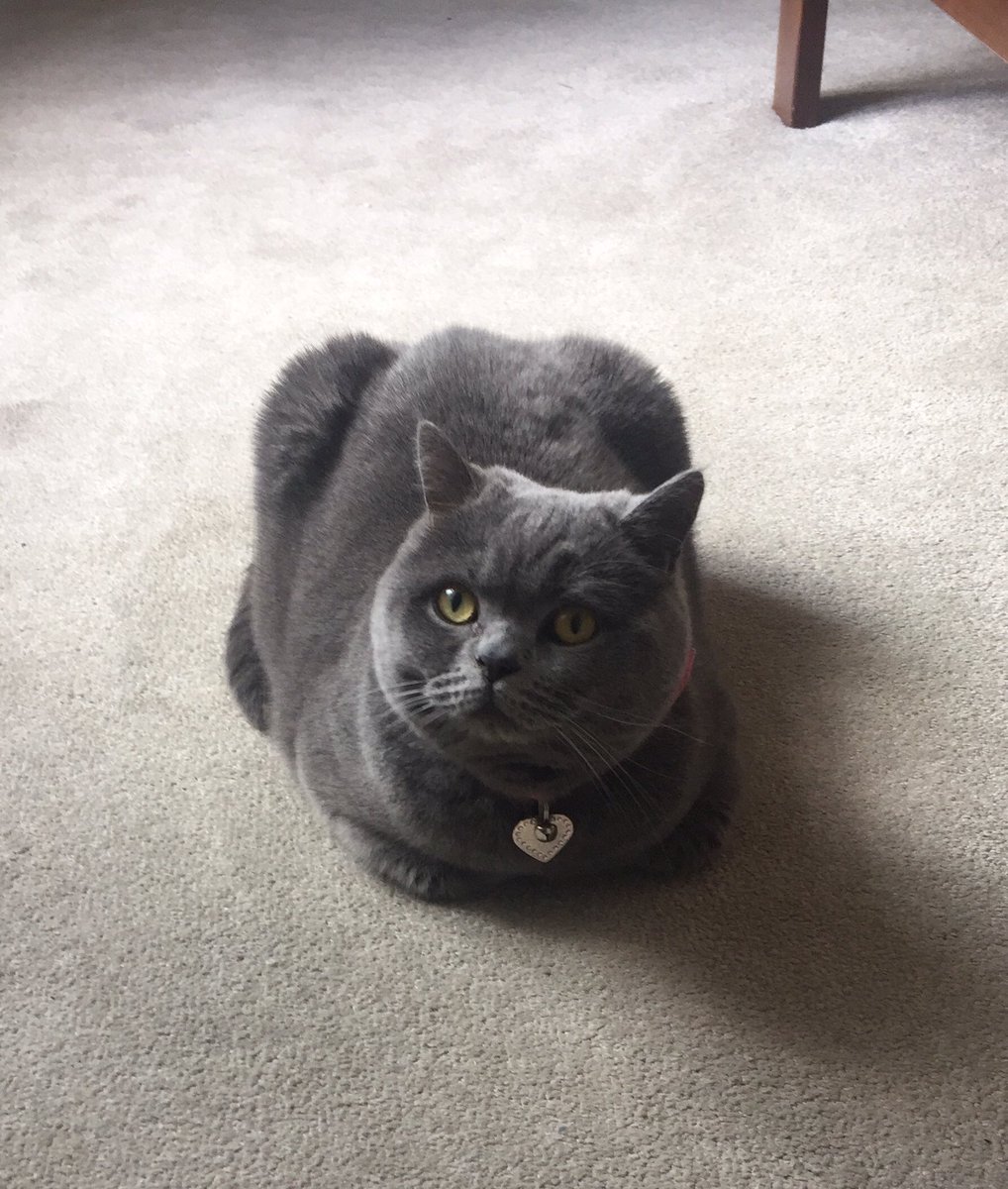 Happy Easter bank holiday😻
#kittyloafmonday #catlife 🐾❤️🐾