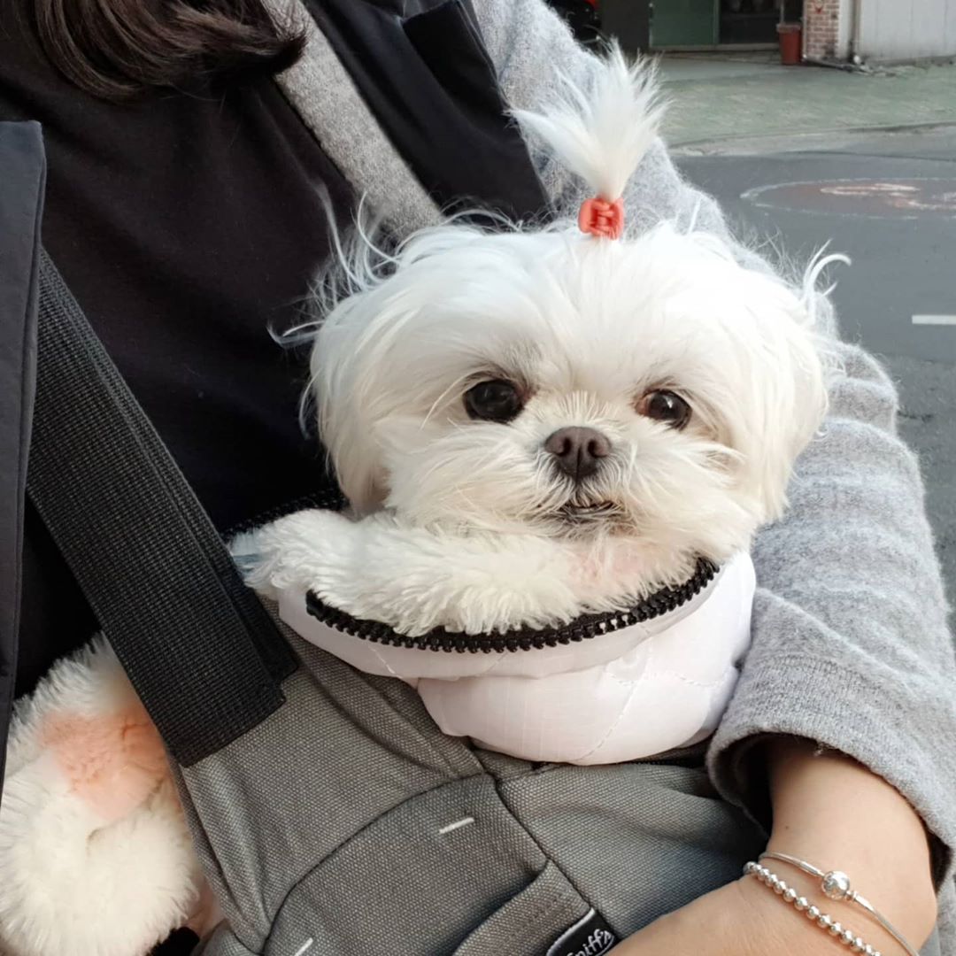 Regina8350's tweet photo. pet dog ！！  #dog #cute #pet https://t.co/x846uNSRce