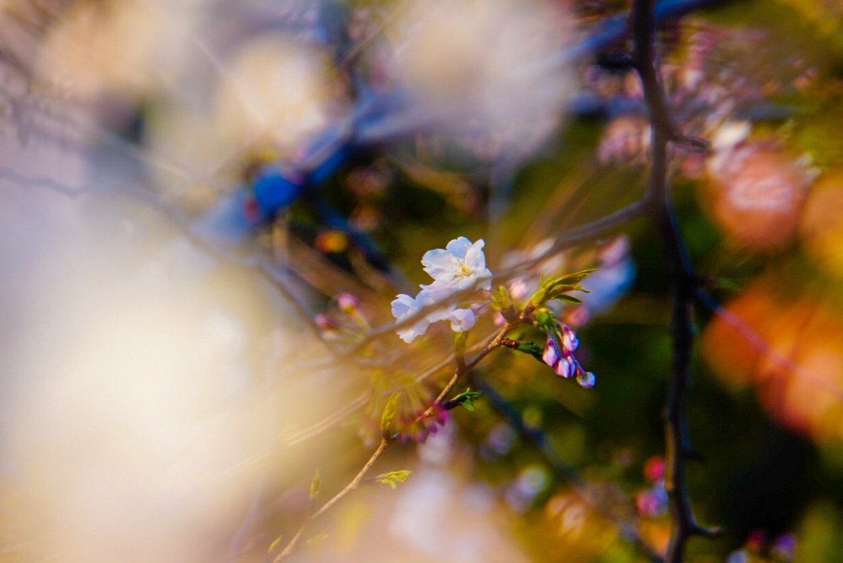 夕暮れ時の美しい風景を楽しむ方法, image size:1200x802