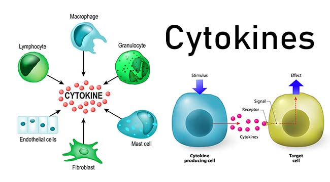 The new virus particles affect (infect) neighboring Type cells and the process of overtaking the host, replication & cell death continue in a cascade. Eventually, the body's immune surveillance notices & starts an inflammatory response to stop it. 'Cytokines' are released.