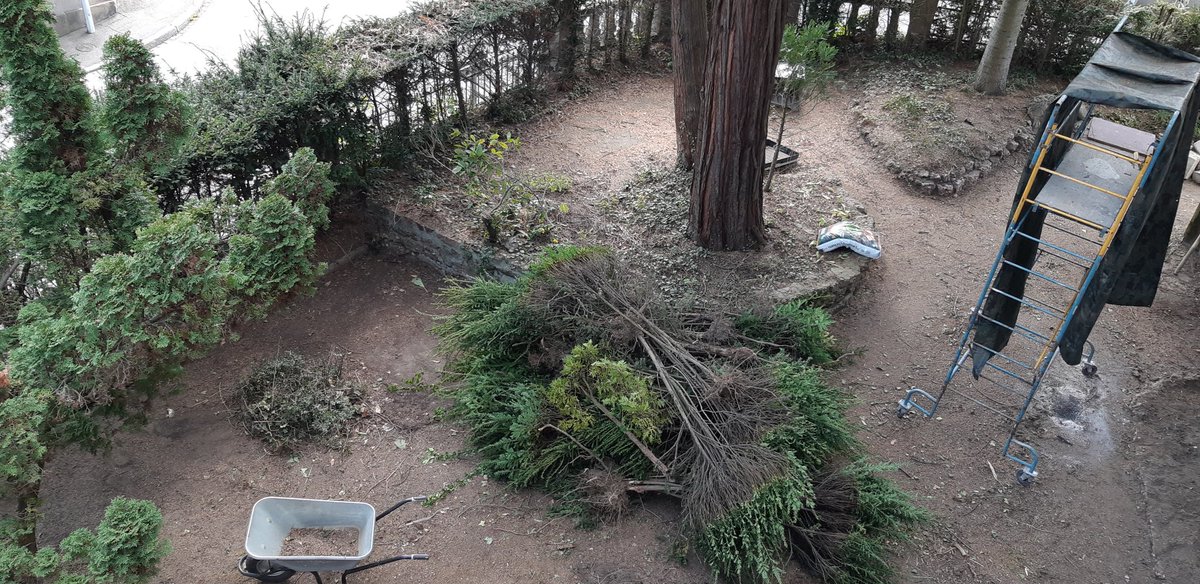 68pg's tweet photo. Confinement #Mulhouse tristesse. Mon voisin en profite pour arracher ts les arbres.Pensées pour les oiseaux😢 https://t.co/Cm3Qh813pR