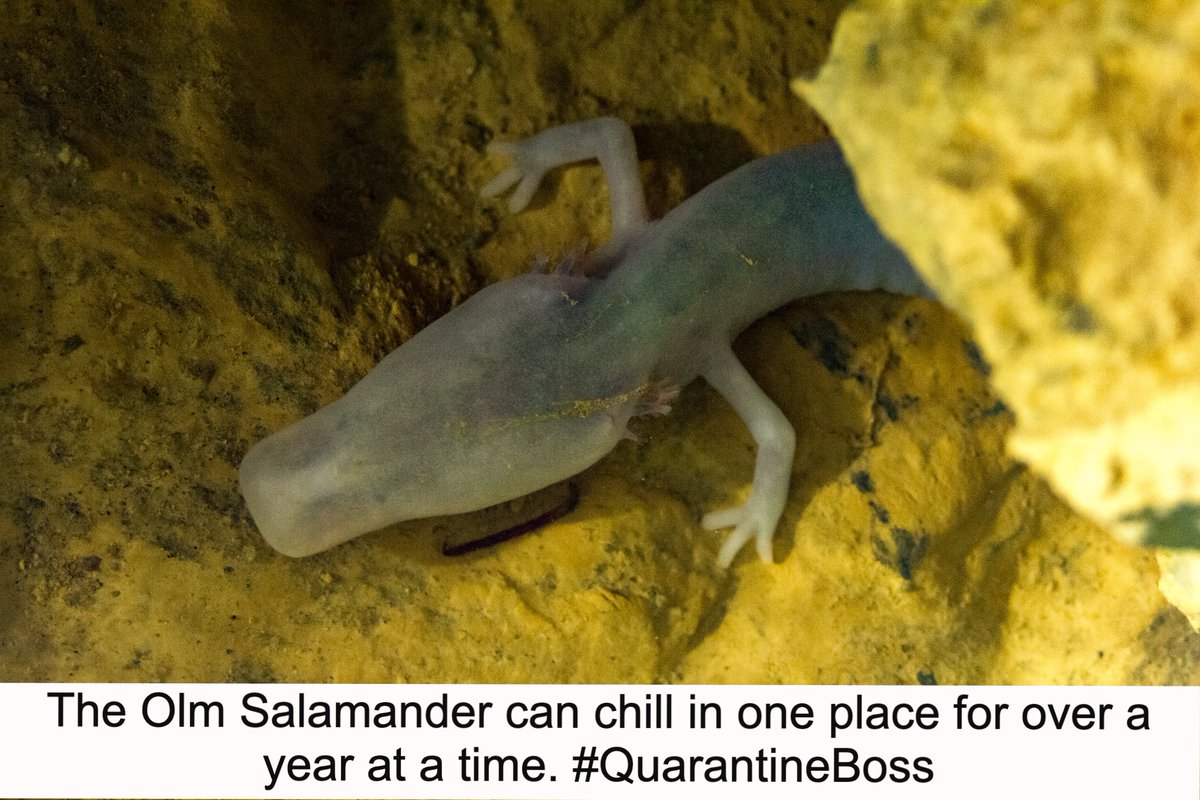 LoversScience's tweet photo. Scientists tracked 26 Olm salamanders 🦎 and were shocked to see they stay in the same place for more than a year. One overachieving Olm stayed in the same place for seven years! Now that's a serious stay at home order.

Original study: https://t.co/ooNuOoLMAs https://t.co/nhMitgxyiA
