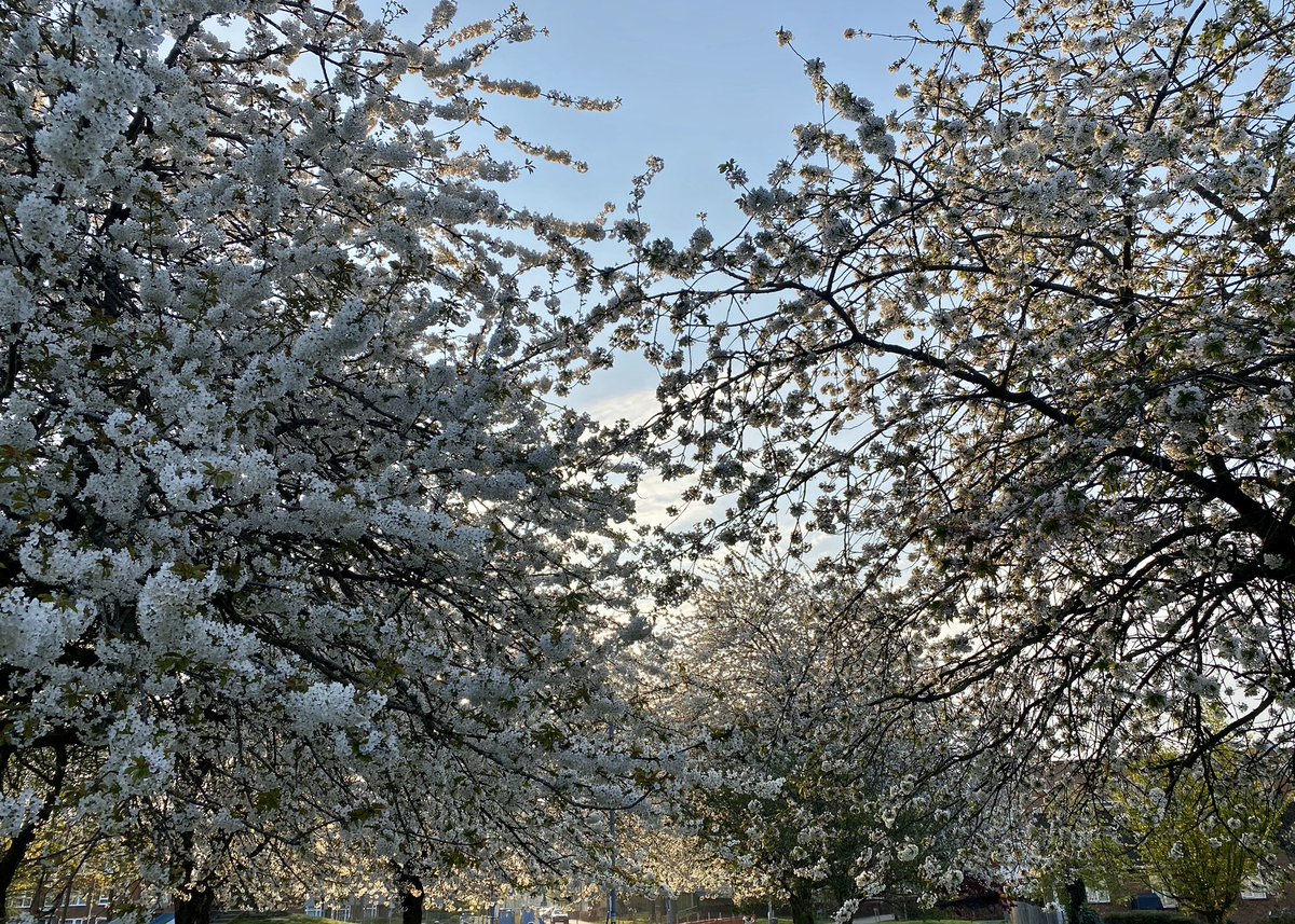 AnnTattam's tweet photo. A day late #photoaday22 #blossom #seen on daily exercise #Norwich yesterday @Jon_Clifton78 https://t.co/lgH7OXAtXu