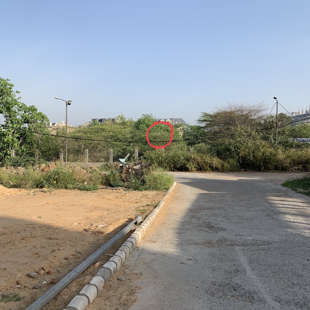 ponguru's tweet photo. Sighted White heron / egret on campus @IIITDelhi around 0730hrs IST today; behind new boys hostel! #birds #lifeatiiitd #KeepingSpiritsHigh #Lockdown #corona #COVID19 #nofilter \ https://t.co/4CWPBPiLqD