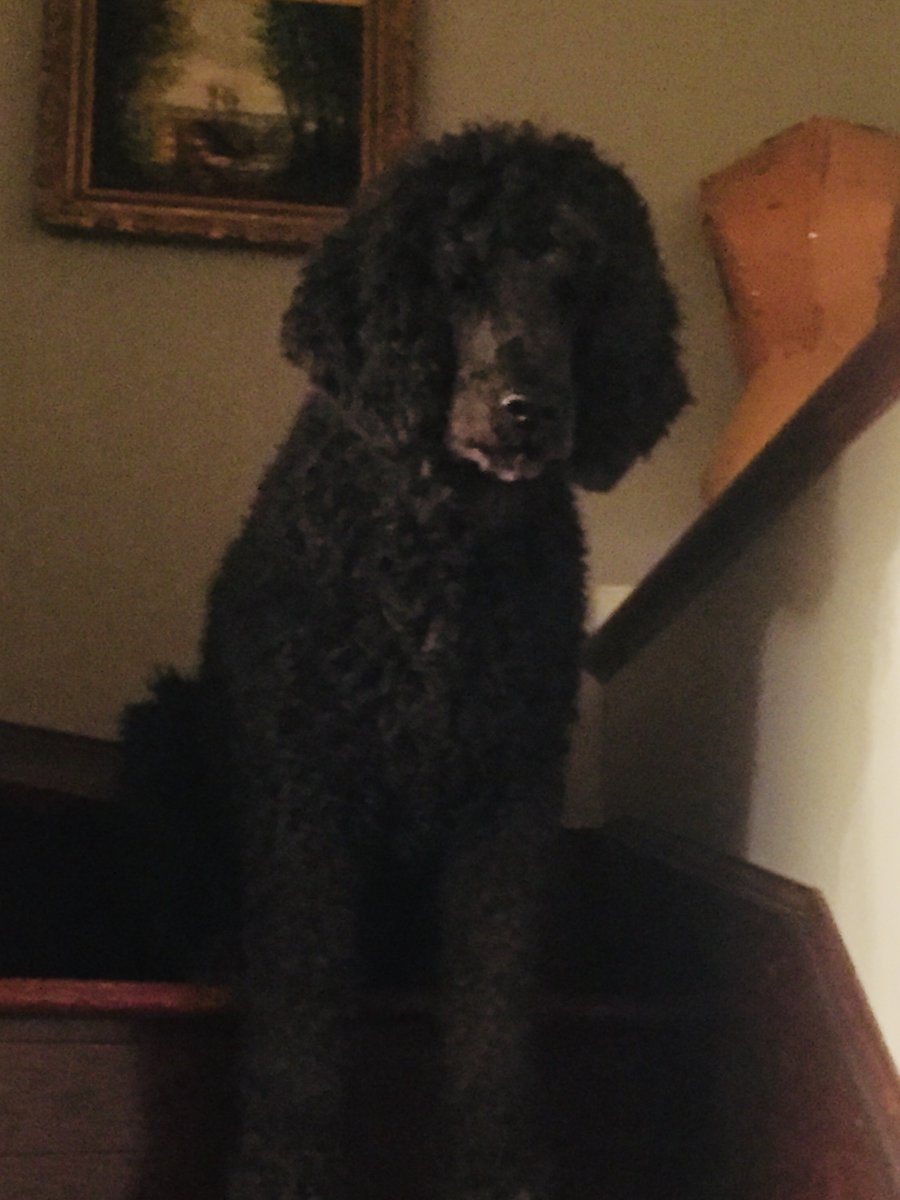 quittyprickly's tweet photo. @Healthmac Poodle. Hands down.  Hypoallergenic, smart, loyal and lovable, quirky, non-shedding (important for people who hate housecleaning) and ADORABLE. https://t.co/xZUDN1k5wG