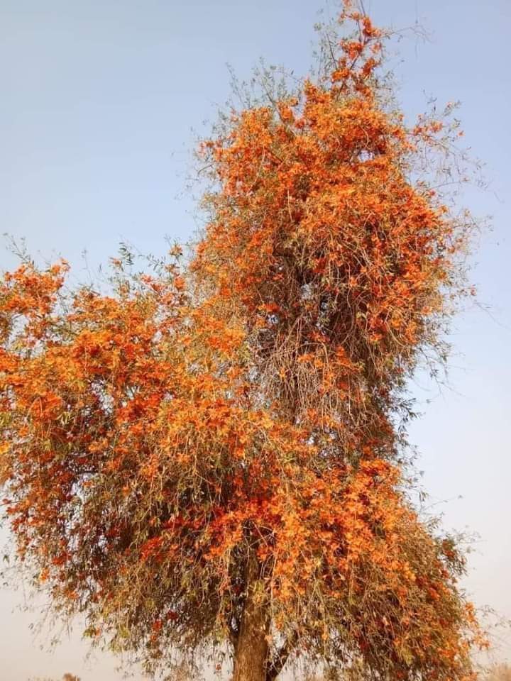 Presenting State flower of Rajasthan 
