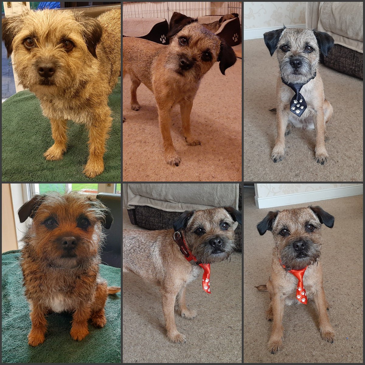 b_terrierists's tweet photo. Da spring strips is over pals *brrrr ears* #SmartDogs #Pippin #TopRow #Sammie #BottomRow #BTPosse #BorderTerrier #DogsOfTwitter https://t.co/SNtzoKYVWH