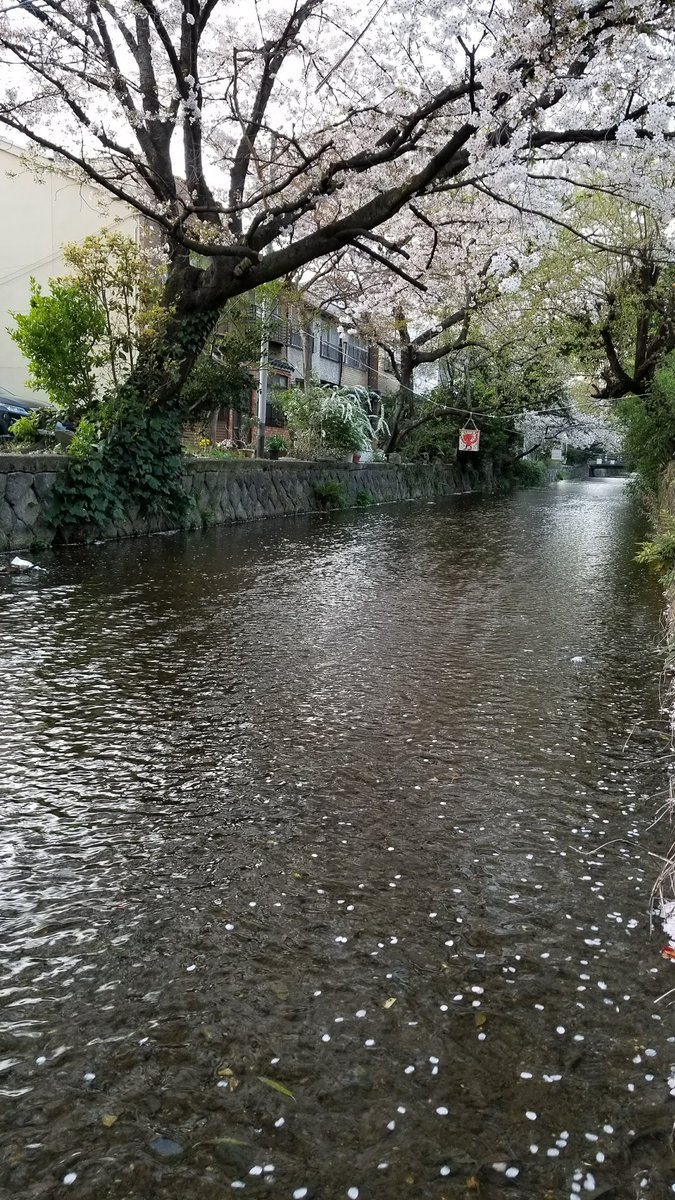Brian Ashcraft The Takase River In Kyoto Blanketed With Sakura Petals Brian Ashcraft The Takase River In Kyoto Blanketed With Sakura Petals