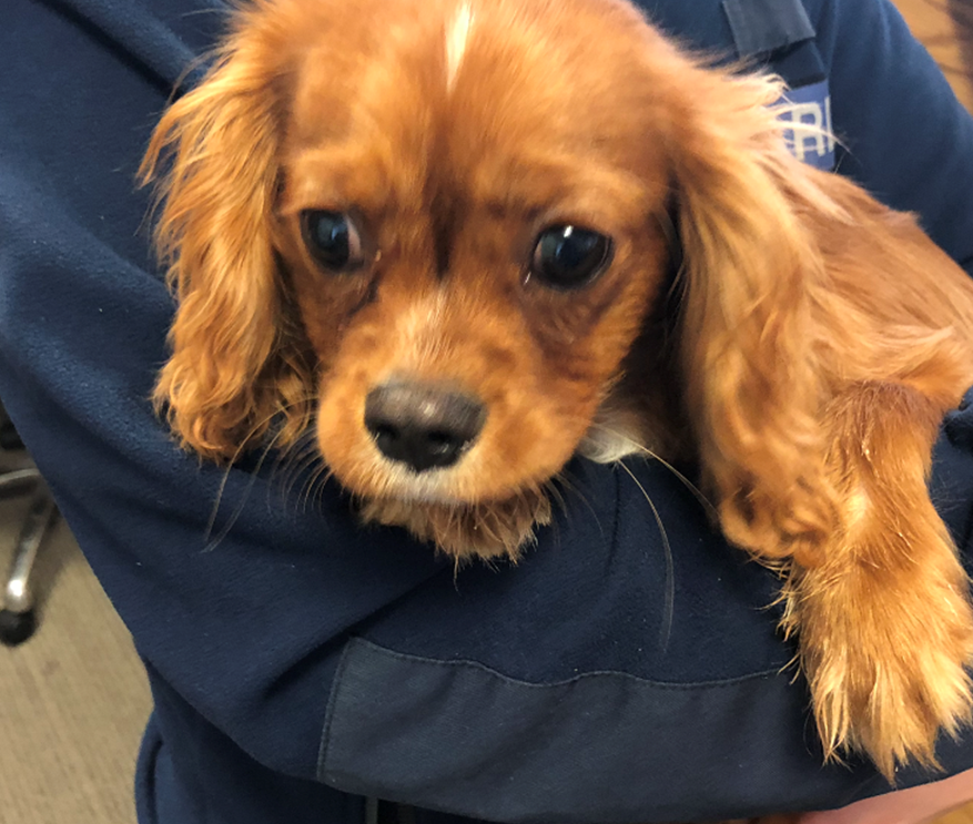 gardainfo's tweet photo. We need your help to reunite this wee fellow with his owner who was wandering alone in Dundrum this morning,  we are minding him at Dundrum Gda Station 666 5600.If you recognise him please contact us and we will deliver him home safely.
#StayAtHomeAndStaySafe
#HereToHelp https://t.co/lLmsocT6KB