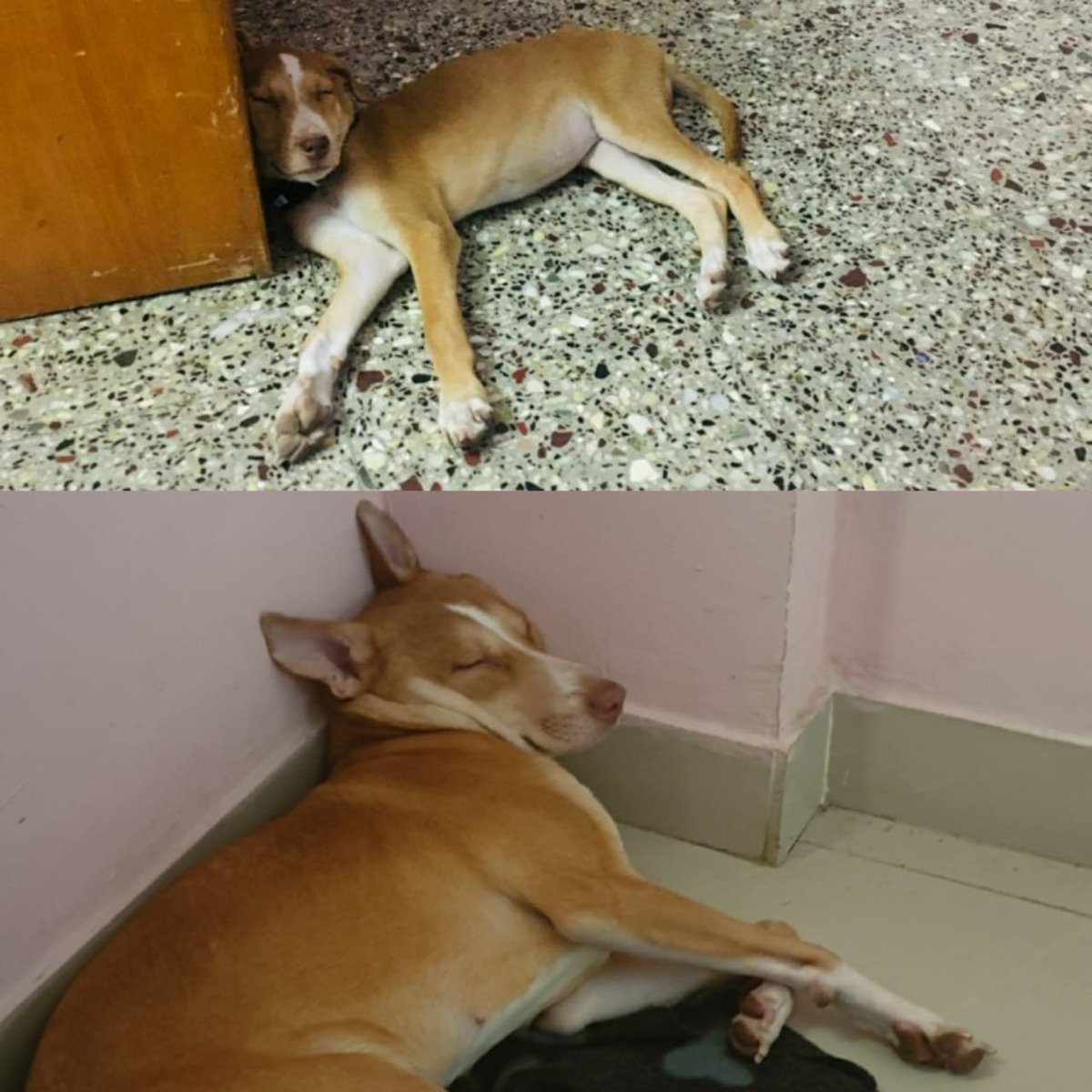 The reason I’m writing all of this right now is because RIGHT NOW is the best time for YOU to adopt a pet. Why? I'll tell you, and I'll also tell you why you should adopt.(Meanwhile this is a picture of Paris when she was 30 days old and today. Some things never change.)