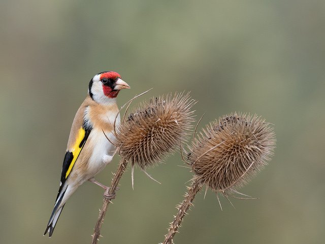 Thread: Some Irish names for birds....The Irish for the Goldfinch, one of Ireland's most colourful birds, is 'Lasair Choille' which roughly translates as 'bright flame of the forest' Photo: Sue Cro (CC BY-NC 2.0)