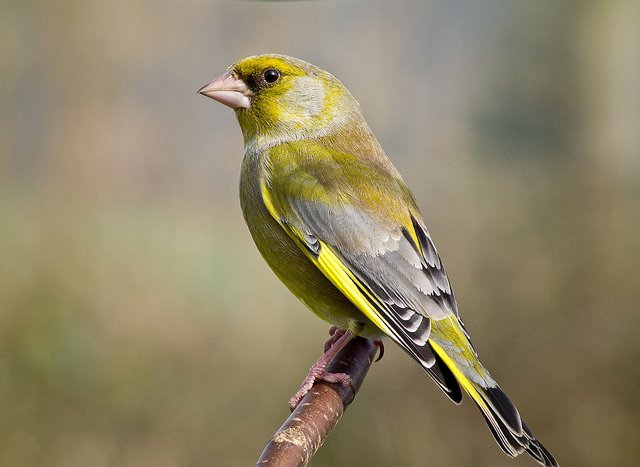 The Irish name for the Greenfinch is 'Glasán Darach', or in English 'little green one of the oak tree'. Photo: Steve Herring (CC BY-ND 2.0)