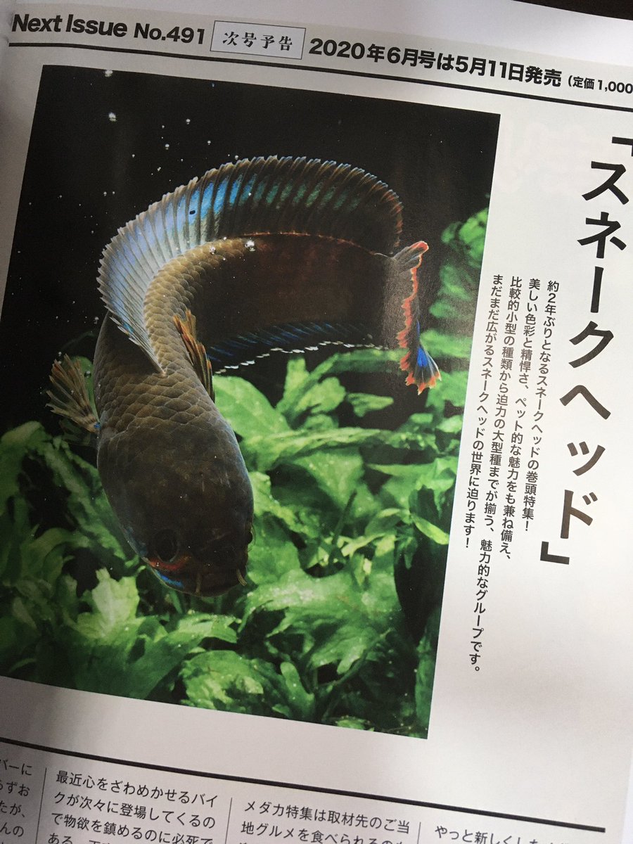 【貴重！】月刊アクアライフ スネークヘッド特集 4冊セット 月刊アクアライフ 2018年 03 月号 スネークヘッドの世界 |本 | 通販