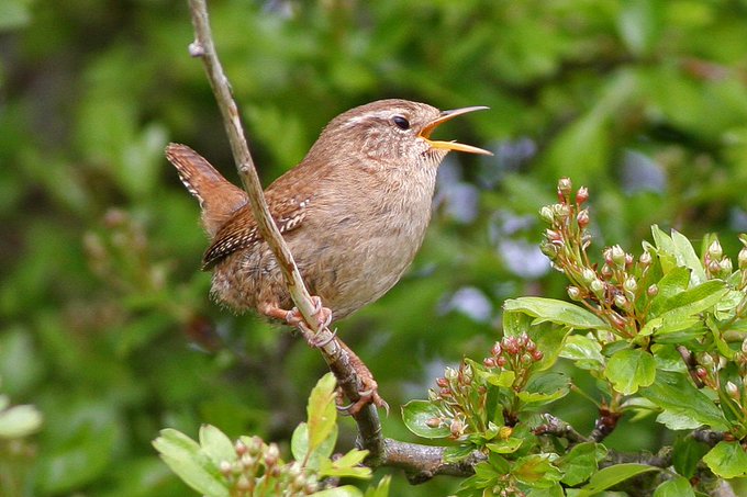 The Old Irish name for the Wren is 'Drùi donn' or 'the brown druid' and it has been suggested that the bird was associated with divination  http://dil.ie/search?q=Drui&search_in=headwordPhoto: Ron Knight (CC by 2.0)