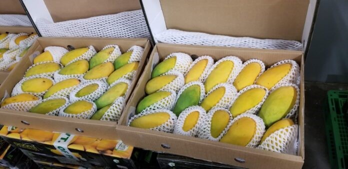 Gwadar_Pro's tweet photo. #Mango season is expected to be better than 2019. The delay may result in an opportunity as fruit will attain good maturity and shipments will be very fine-looking and ideal for #mangoexport. Hope for best results! #PakistanMango #Pakistan #FightEpidemic #StayHope #MangoHarvest https://t.co/mRNLvELQu8