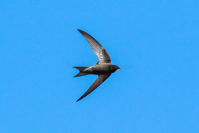 One of the Irish names for the Swift is 'Gabhlàn Gaoith' or 'Forked one of the Wind'. Photo: Francesco Veronesi (CC BY-SA 2.0)