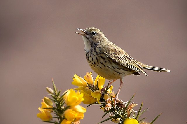 Another Irish name for the Meadow Pipit, is 'Banaltra na Cuaiche' or the 'Cuckoo's Nursemaid'. The Meadow Pipit's nest being one of the favourite locations for Cuckoos to lay their eggs Photo: Kentish Plumber (CC BY-NC-ND 2.0)