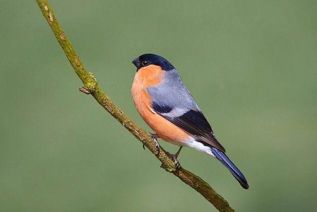 The Irish name for the Bullfinch is 'Corcrán Coille', or 'Little Scarlet one of the Woods' Photo: Stan Ashbourne (Public Domain)