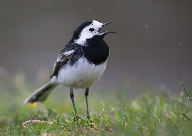 The pied wagtail if often seen close to human habitation and this is reflected in some of its Irish names, 'Glasóg na Sraide' or 'Little Grey one of the Streets' and 'Siobháinín an Chairn Aoiligh' or 'Little Siobhán of the Dung Heap' Photo: Natural England (CC BY-NC-ND 2.0)