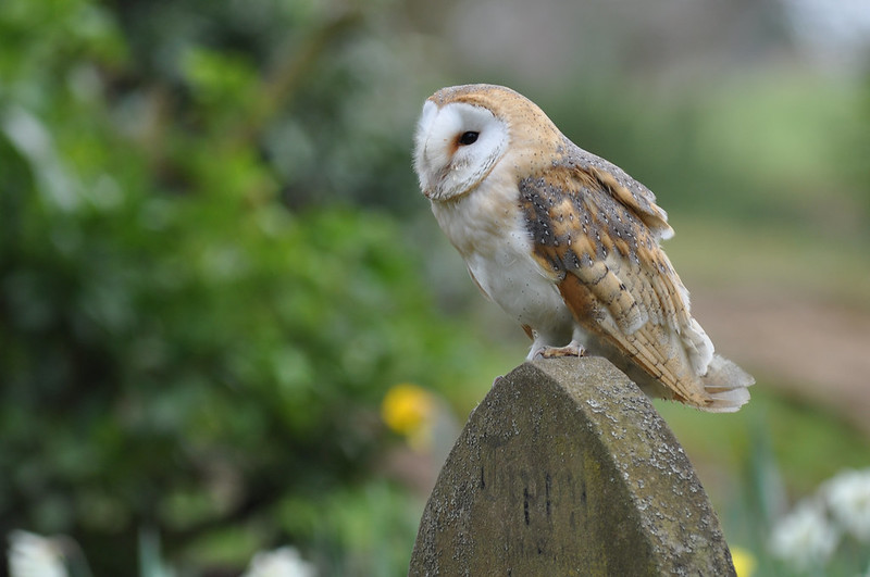 The Irish name for a barn owl is 'Scréachóg Reilige' which roughly translates as the Graveyard Screamer/Screeche. Photo: dingopup (CC BY-SA 2.0)
