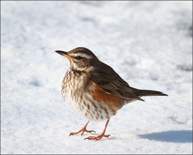 The Redwing is a common winter visitor to Ireland and its Irish name, 'Deargán Sneachta', is suitably seasonal. It means 'little red one of the snow' Photo: Phil McIver (CC BY-NC 2.0)
