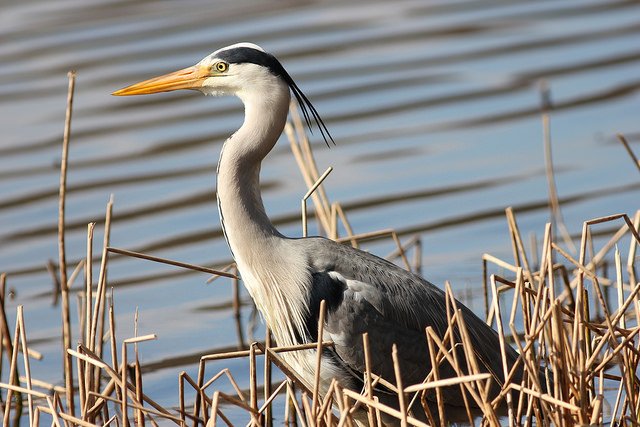 The heron has numerous names in Irish including 'Máire Fhada' or 'Long Mary' and 'Síle na bportach' or 'Sheila of the Bog'Photo: JohnBWilson (CC BY-SA 2.0)