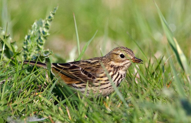 In Irish the Meadow Pipit is known as 'Riabhóg Mhóna', or the 'little streaked one of the bog/moor' Photo: Frans Vandewalle (CC BY-NC 2.0)