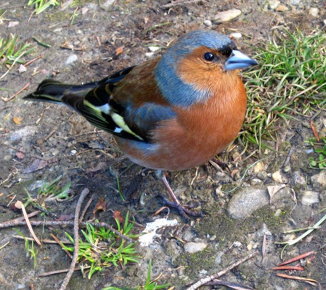 The Irish name for the Chaffinch is 'Rí Rua' or the 'Red King' Photo: quillshadow (CC BY-NC 2.0)