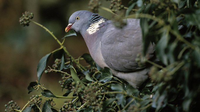 An old Irish name for a wood pigeon is 'Ferán Eidhinn', or 'little man of the ivy'  http://dil.ie/search?q=fer%C3%A1n+eidhinnPhoto via  https://www.rspb.org.uk/fun-and-learning/for-kids/facts-about-nature/facts-about-habitats/urban-and-suburban/