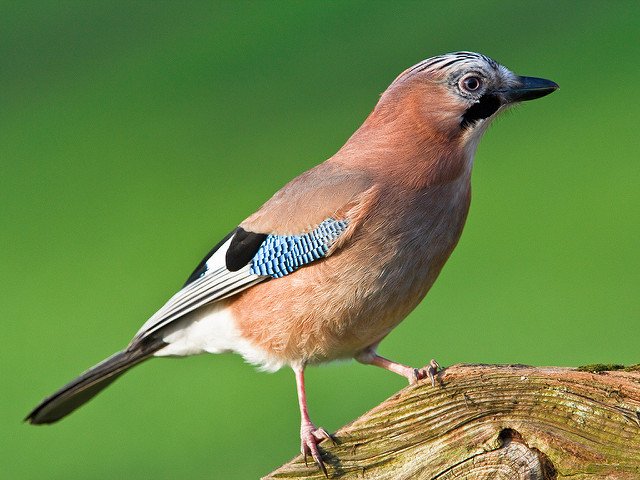 The Irish name for a Jay is 'Scréachóg Choille' or 'Screecher of the Woods', after its harsh and noisy call Photo: Richard Towell (CC BY-NC-ND 2.0)