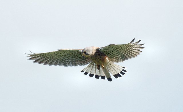 The Irish name for the Kestrel is 'Pocaire Gaoithe' which roughly translates as 'Wind Frolicker'. Photo: bramblejungle (CC BY-NC 2.0)