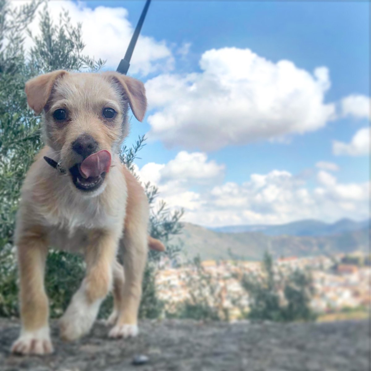 UMollete's tweet photo. Mollete está en casa.  Rey del Castillo de Locubín! https://t.co/KHcS0s9kwj
