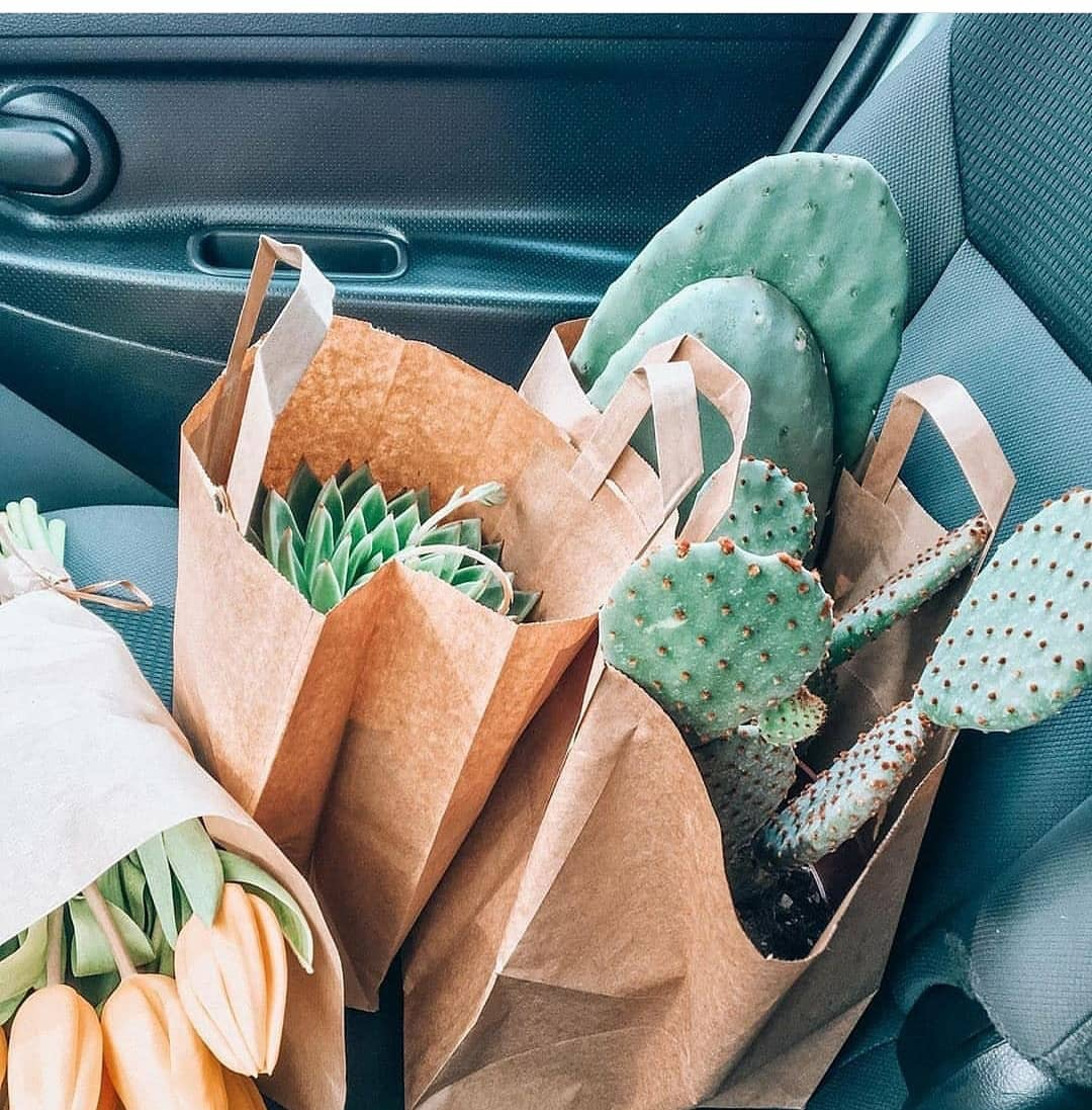 wanderpotsocial's tweet photo. Back in the day when you could just jump in the car to get groceries (without a permit) and came back with a bunch of plants π€ππΏ
πΈ @ayacactuss
#WanderPot #SecretsOfGreen #HelloPlantLover #DubaiPlants #DubaiJungle #Dubaiinteriors #dubaiLifestyle #GreenDubai #PlantsLove https://t.co/KuDeXh2MBC