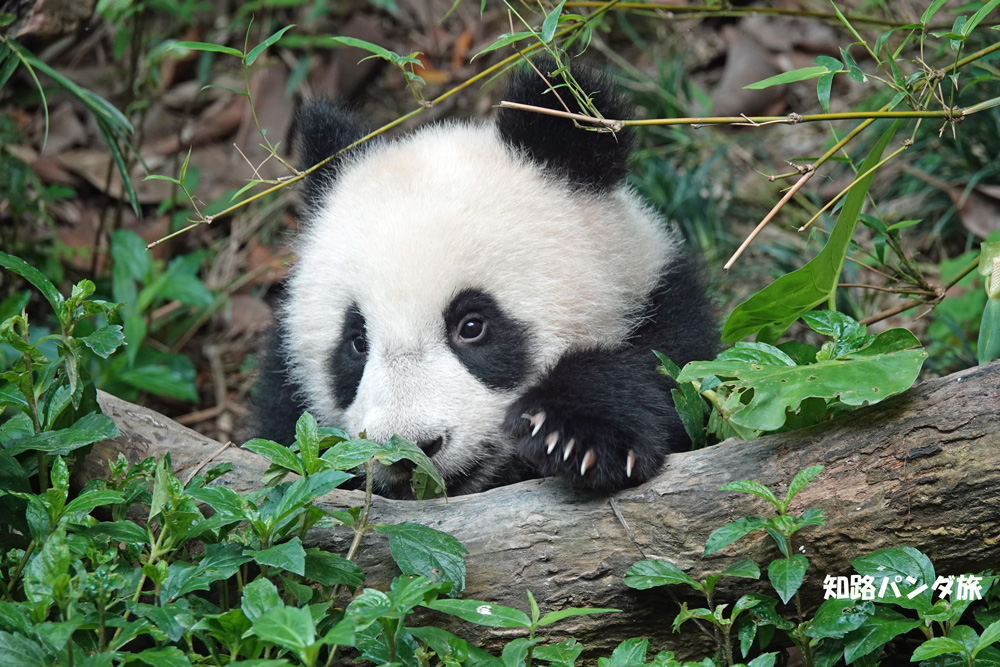 zhiluniannian's tweet photo. #長隆野生動物世界。華南地区初の「子供２代」となった隆隆ママと隆仔くん。遊び続ける #隆仔 くんをよそに、#隆隆 ママは露わな姿で😅寝てしまいました。隆仔くんは生後８ヶ月の男の子。すっかりやんちゃないたずら��子の顔つきです☺️

#panda #China #ChimelongSafariPark #LongLong #LongZai https://t.co/ec1E2PEYaQ