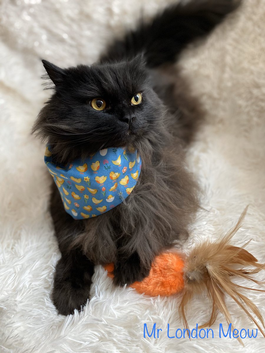 meow_london's tweet photo. ๐ฃ Easter Monday ๐ฃ
#eastermonday #carrots #chick #stayhome #staypawsitive #smile #cats #cutecat #patcat #patcatstory #petsastherapy #kookoopooch https://t.co/n9tU0EB0KS
