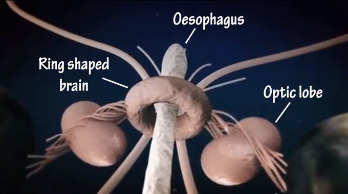 0CoffeeBlack0's tweet photo. @JTDH @JohnRHutchinson If you are stunned by the shape and placement woodpecker tongues, remember also that the Giant Squid has a brain shaped like a donut with it's esophagus routed through the hole in the middle, meaning that if they eat something too big they could get brain damage. https://t.co/0duxWzEa5R