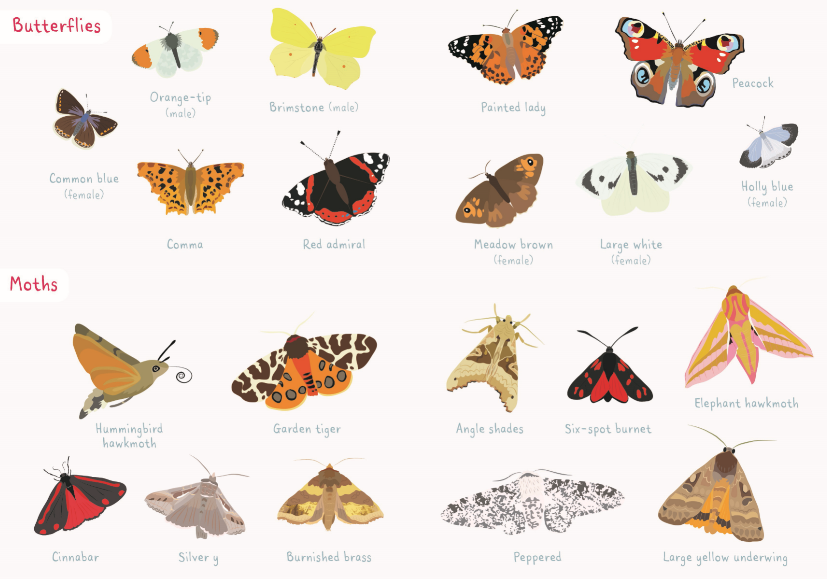 WildlifeTrusts's tweet photo. Ever spotted any of these beauties? 💚

Read our guide on what to plant to invite butterflies into your garden 🦋🌸🌱👇 https://t.co/QGWDHmSp14 #WildAboutGardens #EverydayWildlife https://t.co/F0fXLgUAnR