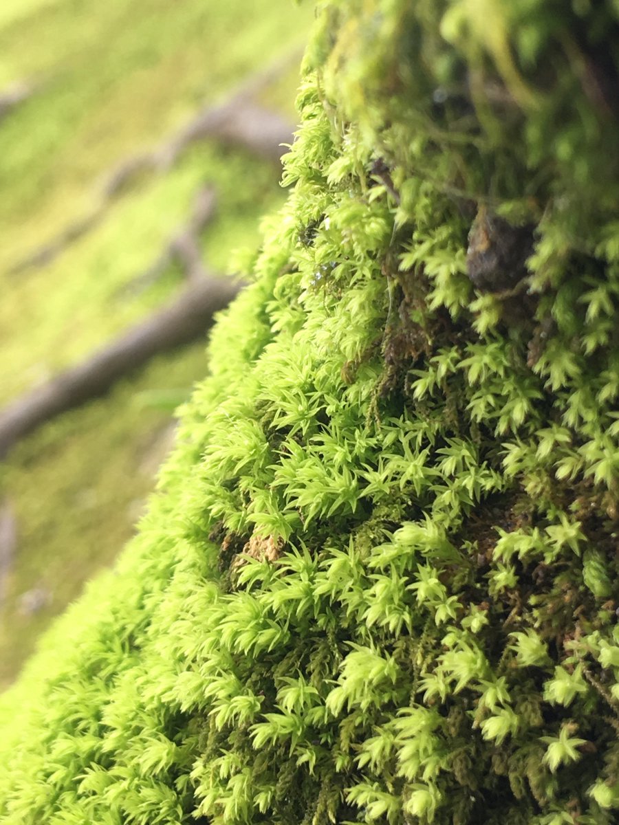 もすこ 苔マニア Moss Mossco Twitter