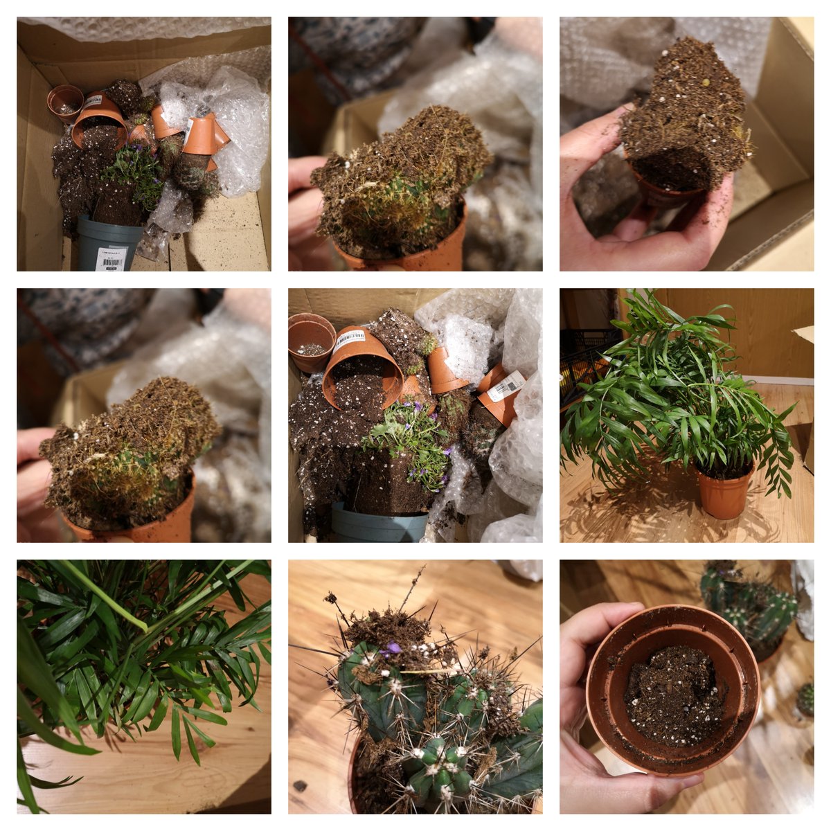 HelenMcFlurry's tweet photo. @Verdecora_es en este estado recibí mi pedido el pasado miércoles. ¡Pobres plantas! A qué tipo de tortura han sido sometidas para llegar así. Solo se puede contactar con vosotros a través de un formulario. Vergonzoso que nadie me de una solución. @facua @consumidores https://t.co/GGNuduYBUk