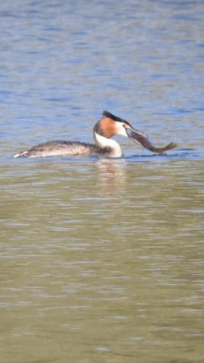 Best fisherman in the lake photo courtesy of Neil am Gorian
