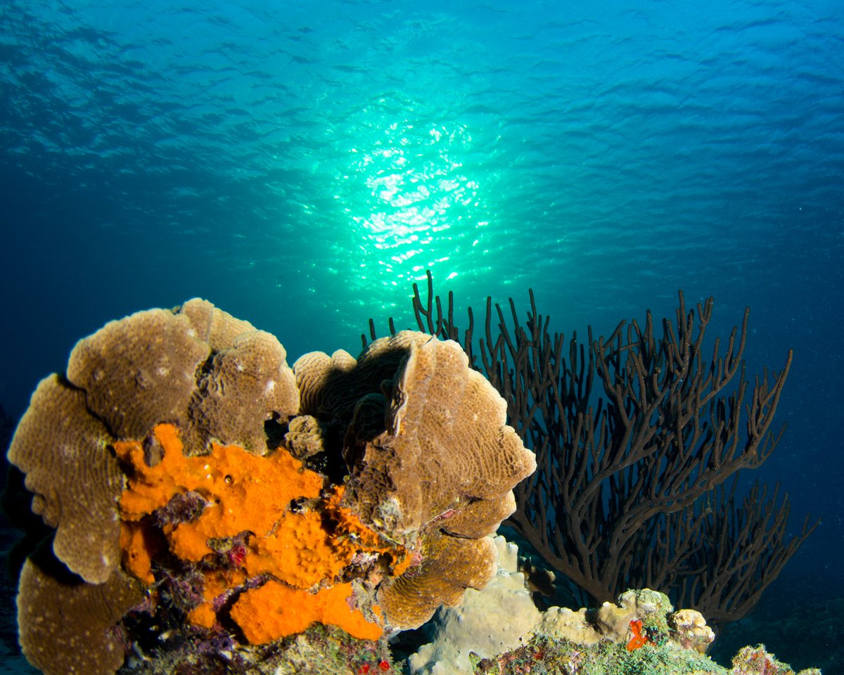 mschinsk's tweet photo. @Lightroom Prague, London, Fiji, Bali a little mix of colors on land and underwater! https://t.co/iIXwhkXBXz