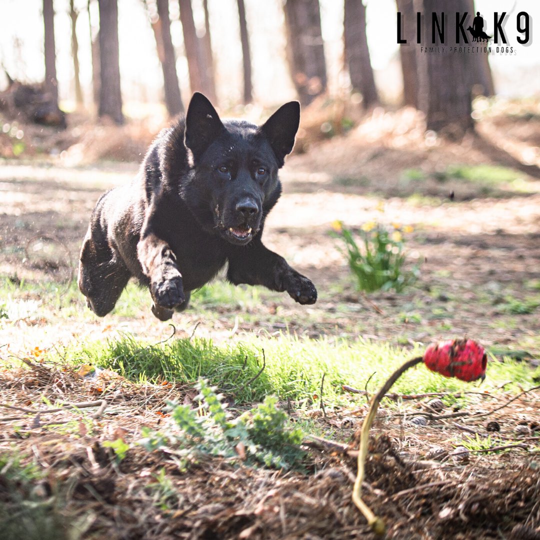 link_k9's tweet photo. 🐕 Flying Into Action 📸⁣🐺
⁣#protectiondog #lovemydog #doginstagram #dogsoftheday #ilovemydog #igdogs #doglover #ilovedogs #dogs #guarddogs #workingdog #guarddogtraining #germanshepherd #gsd #germanshepherds #gsdlovers #loyalty #photography #liverpool #linkk9⁣⁣⁣⁣⁣ https://t.co/nplm0IOx3u