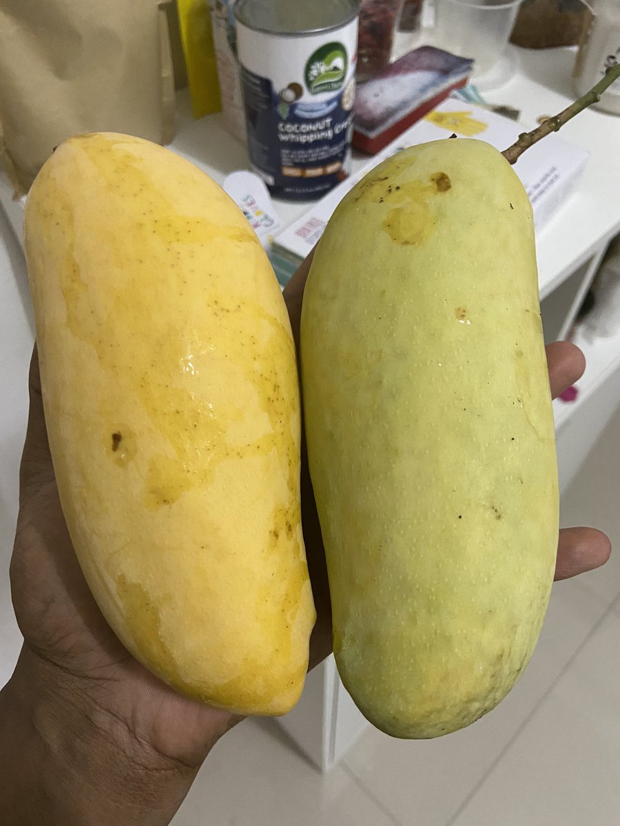 Late to the party but like to make an entrance, these are the ML/MR’s of mangoes. Gifted from twitter friend  @j_vechbany, I think the breed is a Rama 9 thing. Anybody know the history? (cc  @tri26)