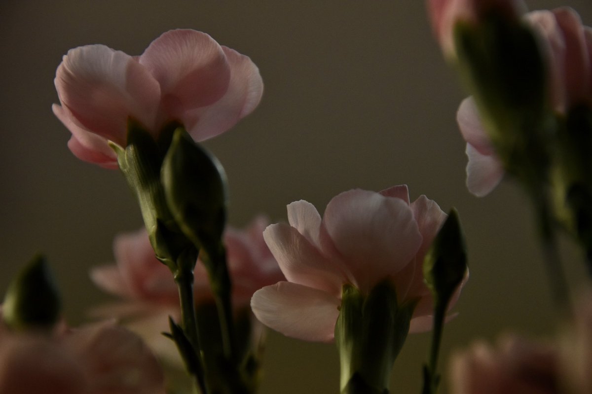 citygirlntn's tweet photo. Pink carnations #52frames #52frames_alternate #52frames_adifferentangle #weeklyphotographychallenge #citygirlintransition https://t.co/fdHyTxyxB3