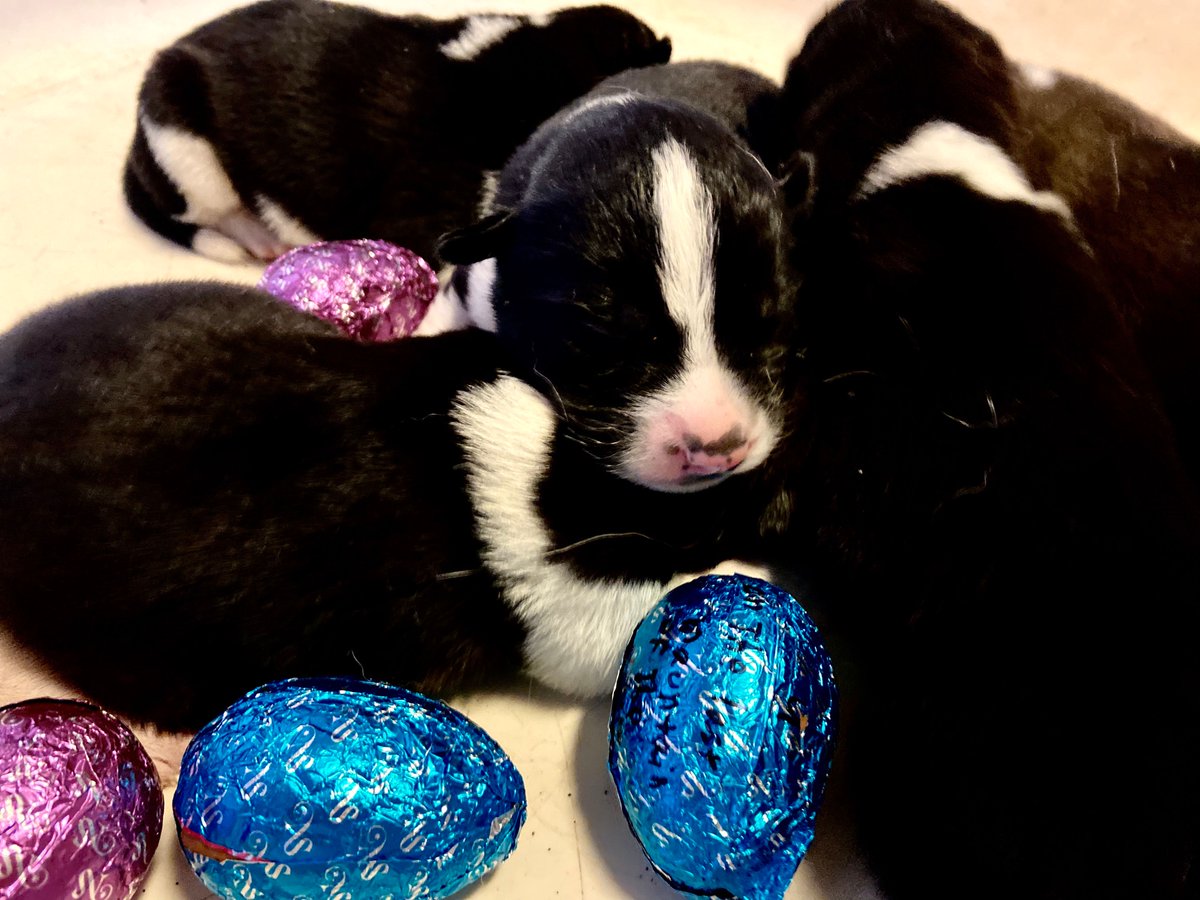dogsleddingice's tweet photo. Wishing you a Joyful Easter 🐣 
.
.
.
.
.
Puppy time at https://t.co/ZxOxY266Jx

#iceland #dogsleddingiceland #dogsofinstagram #traveliniceland #wheniniceland #dogsledding #livingthedream #doglover #sled #husky #adventure #livingthedream #easter https://t.co/bT0NdHsVFM