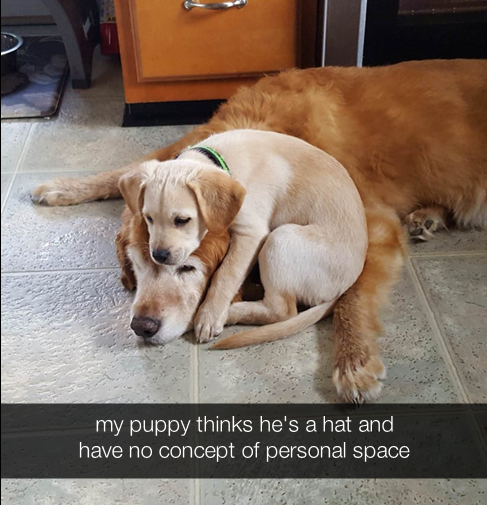 Doggo tweet media