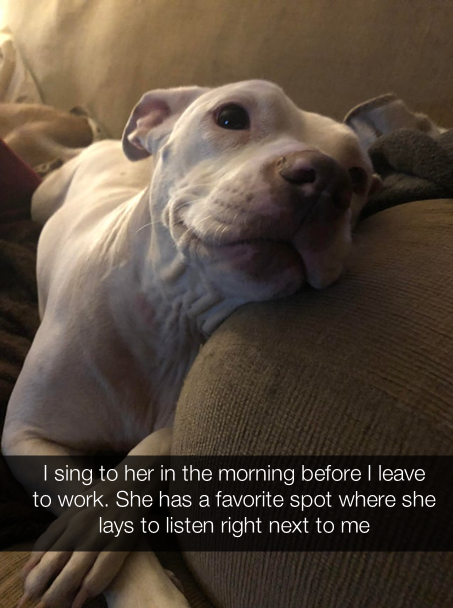 Doggo tweet media