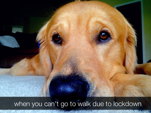Doggo tweet media